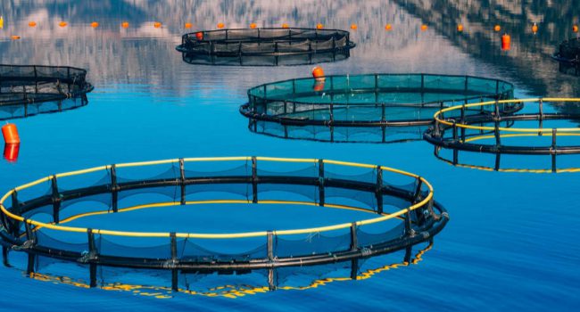 Aquaculture-Proteins - Upcyclink biovalue makers